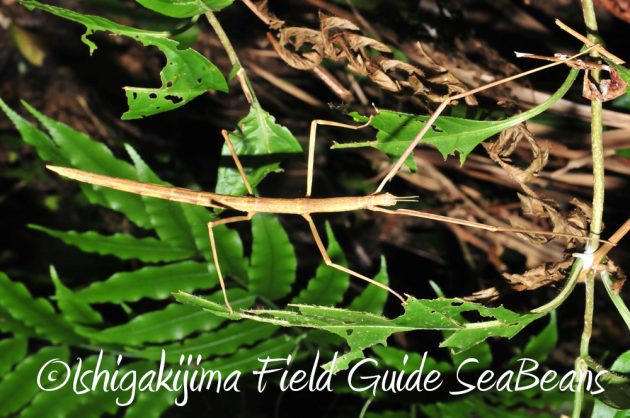 11%e6%9c%881%e6%97%a5%e7%9f%b3%e5%9e%a3%e5%b3%b6%e3%83%8a%e3%82%a4%e3%83%88%e3%83%84%e3%82%a2%e3%83%bc16