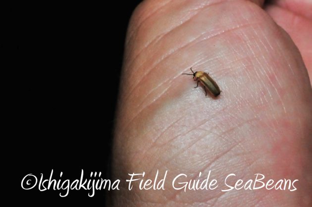 11%e6%9c%887%e6%97%a5%e7%9f%b3%e5%9e%a3%e5%b3%b6%e3%83%8a%e3%82%a4%e3%83%88%e3%83%84%e3%82%a2%e3%83%bc12