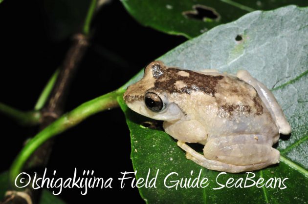 11%e6%9c%883%e6%97%a5%e7%9f%b3%e5%9e%a3%e5%b3%b6%e3%83%8a%e3%82%a4%e3%83%88%e3%83%84%e3%82%a2%e3%83%bc18