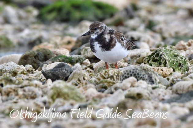 11%e6%9c%883%e6%97%a5%e9%b3%a5%e7%8d%a3%e4%bf%9d%e8%ad%b7%e5%8c%ba%e5%9f%9f%e7%ad%89%e5%b7%a1%e5%9b%9e%e8%aa%bf%e6%9f%bb9