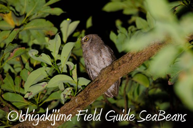 11%e6%9c%888%e6%97%a5%e7%9f%b3%e5%9e%a3%e5%b3%b6%e3%83%8a%e3%82%a4%e3%83%88%e3%83%84%e3%82%a2%e3%83%bc17