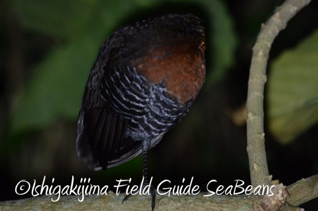 11%e6%9c%8816%e6%97%a5%e7%9f%b3%e5%9e%a3%e5%b3%b6%e3%83%8a%e3%82%a4%e3%83%88%e3%83%84%e3%82%a2%e3%83%bc11