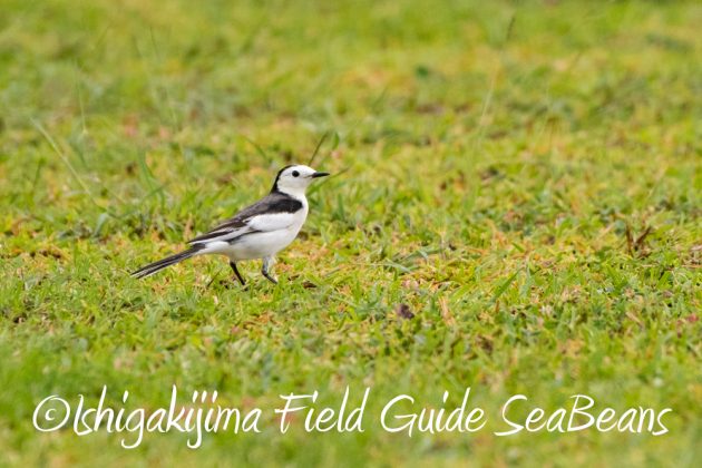 11%e6%9c%8823%e6%97%a5%e7%9f%b3%e5%9e%a3%e5%b3%b6%e3%83%90%e3%83%bc%e3%83%89%e3%82%a6%e3%82%aa%e3%83%83%e3%83%81%e3%83%b3%e3%82%b0%ef%bc%86%e9%87%8e%e9%b3%a5%e8%a6%b3%e5%af%9f%e3%82%ac%e3%82%a4