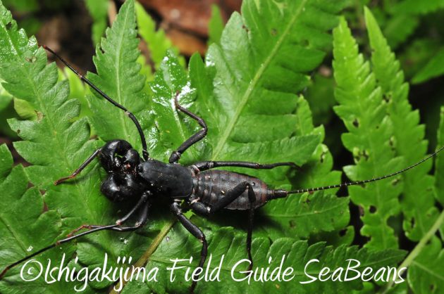 11%e6%9c%888%e6%97%a5%e7%9f%b3%e5%9e%a3%e5%b3%b6%e3%83%8a%e3%82%a4%e3%83%88%e3%83%84%e3%82%a2%e3%83%bc13