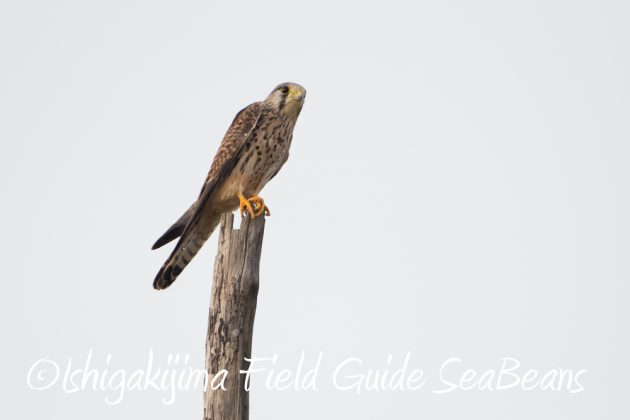 11%e6%9c%8821%e6%97%a5%e7%9f%b3%e5%9e%a3%e5%b3%b6%e3%83%90%e3%83%bc%e3%83%89%e3%82%a6%e3%82%aa%e3%83%83%e3%83%81%e3%83%b3%e3%82%b0%ef%bc%86%e9%87%8e%e9%b3%a5%e6%92%ae%e5%bd%b1%e3%82%ac%e3%82%a4