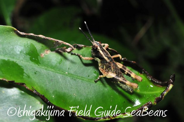 11%e6%9c%888%e6%97%a5%e7%9f%b3%e5%9e%a3%e5%b3%b6%e3%83%8a%e3%82%a4%e3%83%88%e3%83%84%e3%82%a2%e3%83%bc8