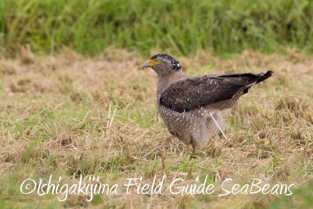 11%e6%9c%8811%e6%97%a5%e7%9f%b3%e5%9e%a3%e5%b3%b6%e3%82%ab%e3%83%b3%e3%83%a0%e3%83%aa%e3%83%af%e3%82%b7%e6%92%ae%e5%bd%b1%e3%80%81%e3%83%90%e3%83%bc%e3%83%89%e3%82%a6%e3%82%aa%e3%83%83%e3%83%81