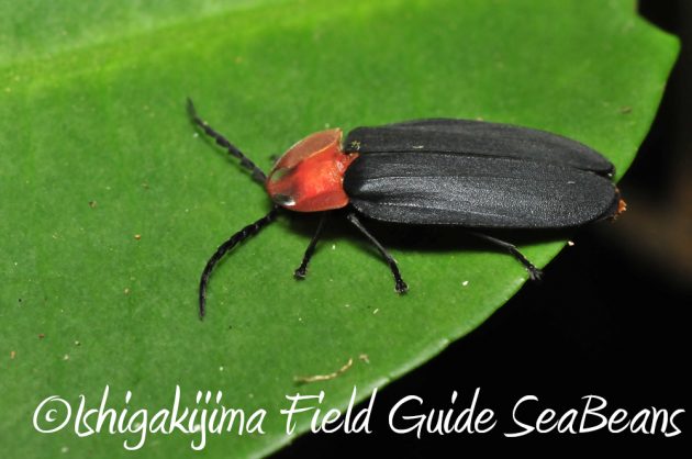 11%e6%9c%8816%e6%97%a5%e7%9f%b3%e5%9e%a3%e5%b3%b6%e3%83%8a%e3%82%a4%e3%83%88%e3%83%84%e3%82%a2%e3%83%bc2