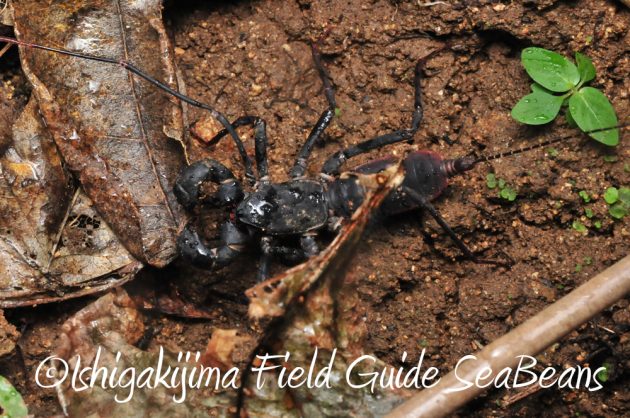 11%e6%9c%8830%e6%97%a5%e7%9f%b3%e5%9e%a3%e5%b3%b6%e3%83%8a%e3%82%a4%e3%83%88%e3%83%84%e3%82%a2%e3%83%bc5