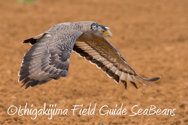 11%e6%9c%8811%e6%97%a5%e7%9f%b3%e5%9e%a3%e5%b3%b6%e3%82%ab%e3%83%b3%e3%83%a0%e3%83%aa%e3%83%af%e3%82%b7%e6%92%ae%e5%bd%b1%e3%80%81%e3%83%90%e3%83%bc%e3%83%89%e3%82%a6%e3%82%aa%e3%83%83%e3%83%81