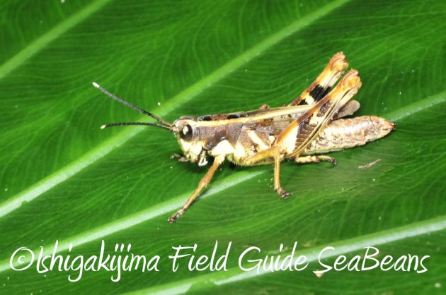 11%e6%9c%8825%e6%97%a5%e7%9f%b3%e5%9e%a3%e5%b3%b6%e3%83%8a%e3%82%a4%e3%83%88%e3%83%84%e3%82%a2%e3%83%bc16