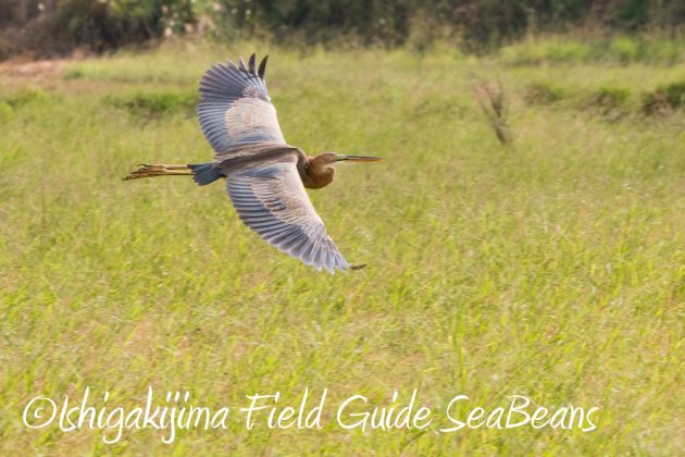 11%e6%9c%8817%e6%97%a5%e7%9f%b3%e5%9e%a3%e5%b3%b6%e3%83%90%e3%83%bc%e3%83%89%e3%82%a6%e3%82%aa%e3%83%83%e3%83%81%e3%83%b3%e3%82%b0%ef%bc%86%e9%87%8e%e9%b3%a5%e8%a6%b3%e5%af%9f%e3%83%84%e3%82%a2