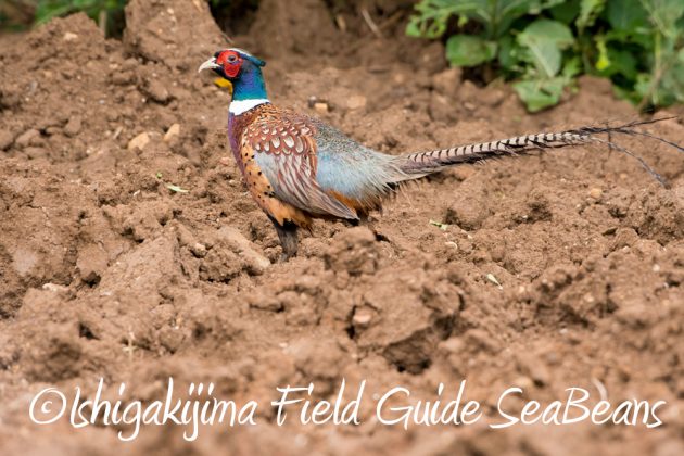 11%e6%9c%8821%e6%97%a5%e7%9f%b3%e5%9e%a3%e5%b3%b6%e3%83%90%e3%83%bc%e3%83%89%e3%82%a6%e3%82%aa%e3%83%83%e3%83%81%e3%83%b3%e3%82%b0%ef%bc%86%e9%87%8e%e9%b3%a5%e6%92%ae%e5%bd%b1%e3%82%ac%e3%82%a4