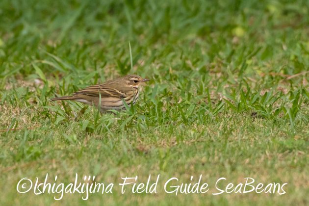 11%e6%9c%8828%e6%97%a5%e7%9f%b3%e5%9e%a3%e5%b3%b6%e3%83%90%e3%83%bc%e3%83%89%e3%82%a6%e3%82%aa%e3%83%83%e3%83%81%e3%83%b3%e3%82%b0%e3%82%ac%e3%82%a4%e3%83%892