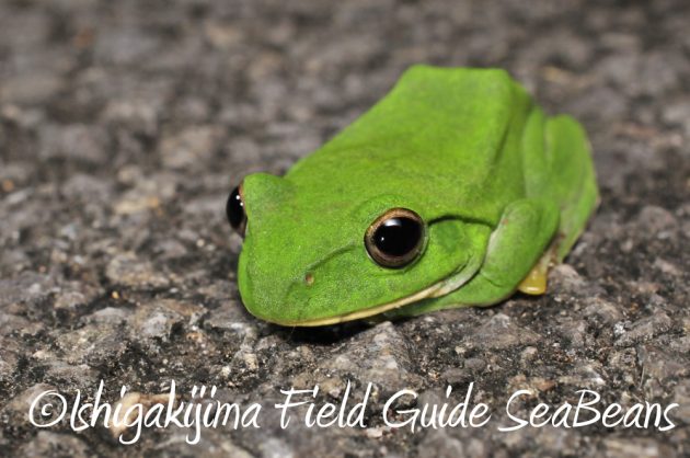 11%e6%9c%8816%e6%97%a5%e7%9f%b3%e5%9e%a3%e5%b3%b6%e3%83%8a%e3%82%a4%e3%83%88%e3%83%84%e3%82%a2%e3%83%bc5