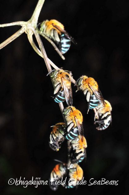 11%e6%9c%8825%e6%97%a5%e7%9f%b3%e5%9e%a3%e5%b3%b6%e3%83%8a%e3%82%a4%e3%83%88%e3%83%84%e3%82%a2%e3%83%bc9