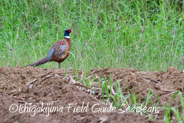 11%e6%9c%8820%e6%97%a5%e7%9f%b3%e5%9e%a3%e5%b3%b6%e3%83%90%e3%83%bc%e3%83%89%e3%82%a6%e3%82%aa%e3%83%83%e3%83%81%e3%83%b3%e3%82%b0%ef%bc%86%e9%87%8e%e9%b3%a5%e6%92%ae%e5%bd%b1%e3%82%ac%e3%82%a4