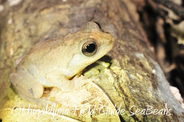 11%e6%9c%881%e6%97%a5%e7%9f%b3%e5%9e%a3%e5%b3%b6%e3%83%8a%e3%82%a4%e3%83%88%e3%83%84%e3%82%a2%e3%83%bc9