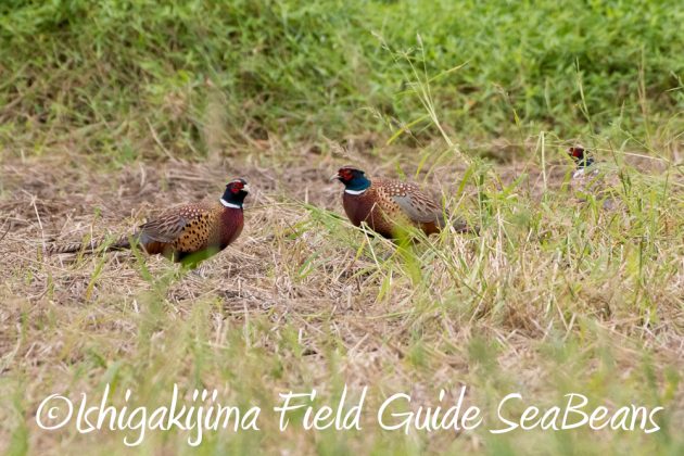 11%e6%9c%8822%e6%97%a5%e7%9f%b3%e5%9e%a3%e5%b3%b6%e3%83%90%e3%83%bc%e3%83%89%e3%82%a6%e3%82%aa%e3%83%83%e3%83%81%e3%83%b3%e3%82%b0%ef%bc%86%e9%87%8e%e9%b3%a5%e6%92%ae%e5%bd%b18