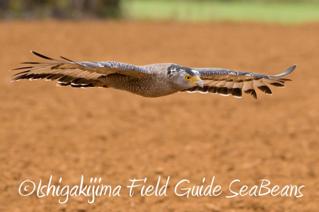 11%e6%9c%8811%e6%97%a5%e7%9f%b3%e5%9e%a3%e5%b3%b6%e3%82%ab%e3%83%b3%e3%83%a0%e3%83%aa%e3%83%af%e3%82%b7%e6%92%ae%e5%bd%b1%e3%80%81%e3%83%90%e3%83%bc%e3%83%89%e3%82%a6%e3%82%aa%e3%83%83%e3%83%81