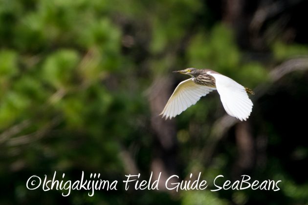 11%e6%9c%8814%e6%97%a5%e7%9f%b3%e5%9e%a3%e5%b3%b6%e3%83%90%e3%83%bc%e3%83%89%e3%82%a6%e3%82%aa%e3%83%83%e3%83%81%e3%83%b3%e3%82%b0%ef%bc%86%e9%87%8e%e9%b3%a5%e6%92%ae%e5%bd%b1%e3%82%ac%e3%82%a4