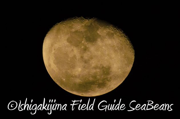 11%e6%9c%8816%e6%97%a5%e7%9f%b3%e5%9e%a3%e5%b3%b6%e3%83%8a%e3%82%a4%e3%83%88%e3%83%84%e3%82%a2%e3%83%bc19