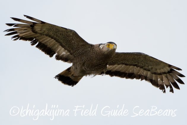 11%e6%9c%8811%e6%97%a5%e7%9f%b3%e5%9e%a3%e5%b3%b6%e3%82%ab%e3%83%b3%e3%83%a0%e3%83%aa%e3%83%af%e3%82%b7%e6%92%ae%e5%bd%b1%e3%80%81%e3%83%90%e3%83%bc%e3%83%89%e3%82%a6%e3%82%aa%e3%83%83%e3%83%81