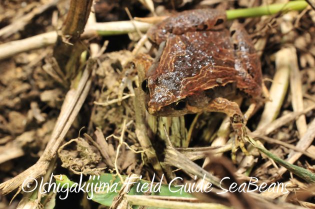 11%e6%9c%8814%e6%97%a5%e7%9f%b3%e5%9e%a3%e5%b3%b6%e3%83%8a%e3%82%a4%e3%83%88%e3%83%84%e3%82%a2%e3%83%bc9