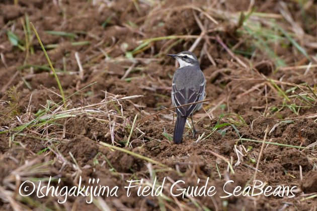 11%e6%9c%882%e6%97%a5%e7%9f%b3%e5%9e%a3%e5%b3%b6%e3%83%90%e3%83%bc%e3%83%89%e3%82%a6%e3%82%aa%e3%83%83%e3%83%81%e3%83%b3%e3%82%b0%ef%bc%86%e9%87%8e%e9%b3%a5%e6%92%ae%e5%bd%b1%e3%82%ac%e3%82%a4