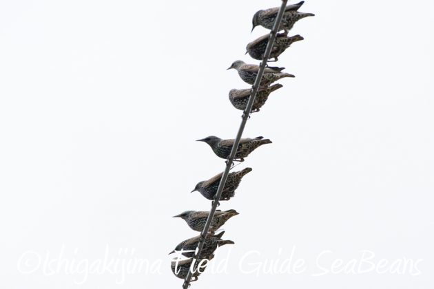 11%e6%9c%889%e6%97%a5%e7%9f%b3%e5%9e%a3%e5%b3%b6%e3%83%90%e3%83%bc%e3%83%89%e3%82%a6%e3%82%aa%e3%83%83%e3%83%81%e3%83%b3%e3%82%b0%ef%bc%86%e9%87%8e%e9%b3%a5%e6%92%ae%e5%bd%b114