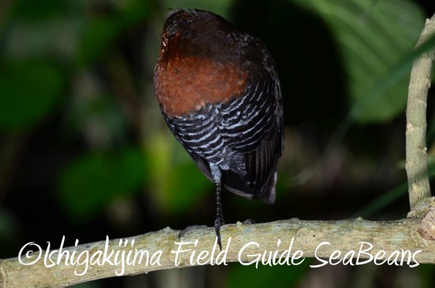 11%e6%9c%882%e6%97%a5%e7%9f%b3%e5%9e%a3%e5%b3%b6%e3%83%8a%e3%82%a4%e3%83%88%e3%83%84%e3%82%a2%e3%83%bc10