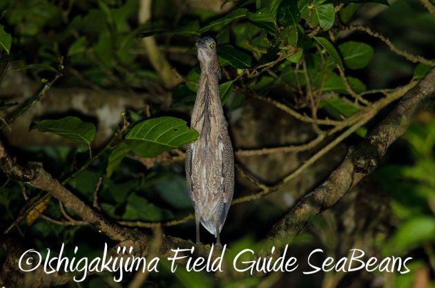 11%e6%9c%8818%e6%97%a5%e7%9f%b3%e5%9e%a3%e5%b3%b6%e3%83%8a%e3%82%a4%e3%83%88%e3%83%84%e3%82%a2%e3%83%bc14