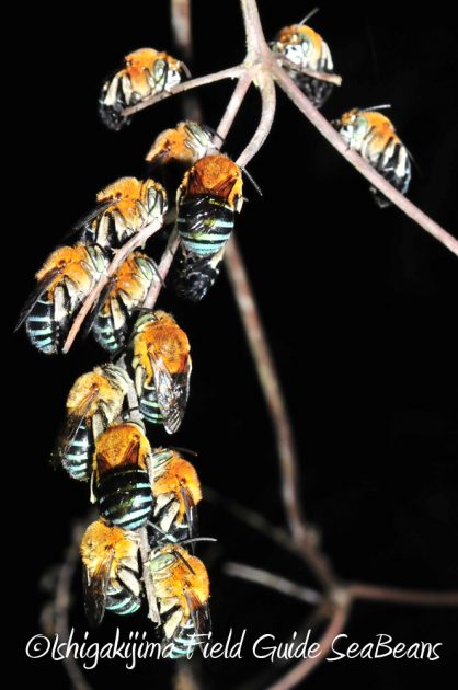 11%e6%9c%882%e6%97%a5%e7%9f%b3%e5%9e%a3%e5%b3%b6%e3%83%8a%e3%82%a4%e3%83%88%e3%83%84%e3%82%a2%e3%83%bc9