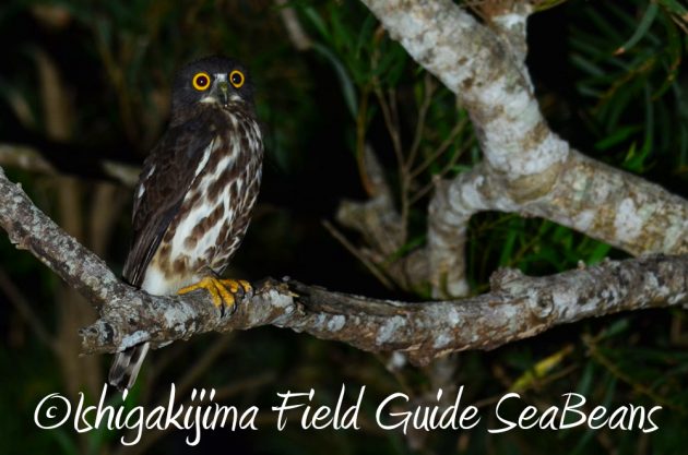 11%e6%9c%882%e6%97%a5%e7%9f%b3%e5%9e%a3%e5%b3%b6%e3%83%8a%e3%82%a4%e3%83%88%e3%83%84%e3%82%a2%e3%83%bc2