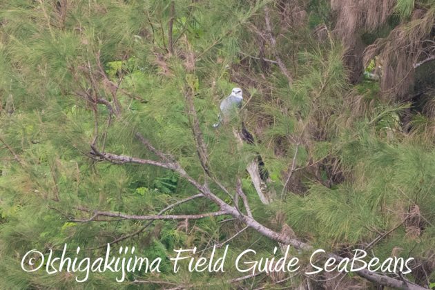 11%e6%9c%882%e6%97%a5%e7%9f%b3%e5%9e%a3%e5%b3%b6%e3%83%90%e3%83%bc%e3%83%89%e3%82%a6%e3%82%aa%e3%83%83%e3%83%81%e3%83%b3%e3%82%b0%ef%bc%86%e9%87%8e%e9%b3%a5%e6%92%ae%e5%bd%b1%e3%82%ac%e3%82%a4