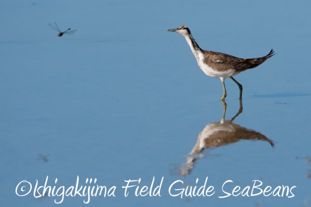 11%e6%9c%8813%e6%97%a5%e7%9f%b3%e5%9e%a3%e5%b3%b6%e3%83%90%e3%83%bc%e3%83%89%e3%82%a6%e3%82%aa%e3%83%83%e3%83%81%e3%83%b3%e3%82%b0%ef%bc%86%e9%87%8e%e9%b3%a5%e6%92%ae%e5%bd%b1%e3%82%ac%e3%82%a4