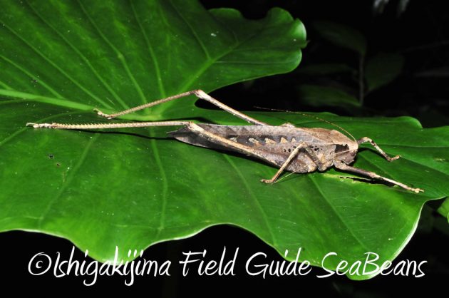 11%e6%9c%883%e6%97%a5%e7%9f%b3%e5%9e%a3%e5%b3%b6%e3%83%8a%e3%82%a4%e3%83%88%e3%83%84%e3%82%a2%e3%83%bc8