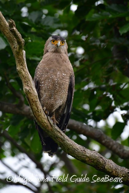 11%e6%9c%8820%e6%97%a5%e7%9f%b3%e5%9e%a3%e5%b3%b6%e3%83%90%e3%83%bc%e3%83%89%e3%82%a6%e3%82%aa%e3%83%83%e3%83%81%e3%83%b3%e3%82%b0%ef%bc%86%e9%87%8e%e9%b3%a5%e6%92%ae%e5%bd%b1%e3%82%ac%e3%82%a4