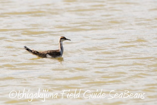 11%e6%9c%8816%e6%97%a5%e7%9f%b3%e5%9e%a3%e5%b3%b6%e3%83%90%e3%83%bc%e3%83%89%e3%82%a6%e3%82%aa%e3%83%83%e3%83%81%e3%83%b3%e3%82%b0%ef%bc%86%e9%87%8e%e9%b3%a5%e8%a6%b3%e5%af%9f%e3%82%ac%e3%82%a4