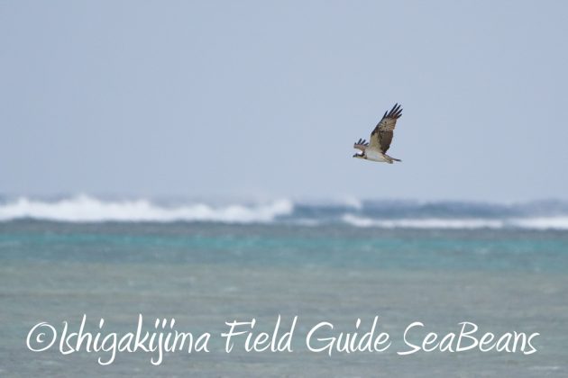 11%e6%9c%882%e6%97%a5%e7%9f%b3%e5%9e%a3%e5%b3%b6%e3%83%90%e3%83%bc%e3%83%89%e3%82%a6%e3%82%aa%e3%83%83%e3%83%81%e3%83%b3%e3%82%b0%ef%bc%86%e9%87%8e%e9%b3%a5%e6%92%ae%e5%bd%b1%e3%82%ac%e3%82%a4