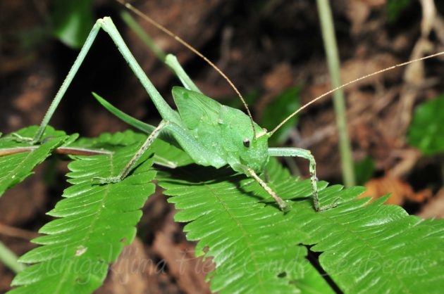 11%e6%9c%887%e6%97%a5%e7%9f%b3%e5%9e%a3%e5%b3%b6%e3%83%8a%e3%82%a4%e3%83%88%e3%83%84%e3%82%a2%e3%83%bc8