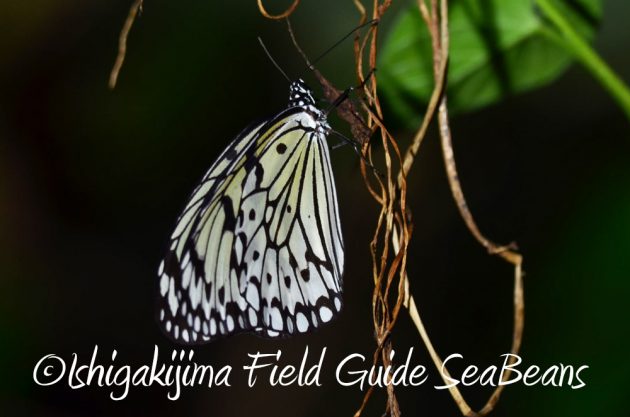 11%e6%9c%882%e6%97%a5%e7%9f%b3%e5%9e%a3%e5%b3%b6%e3%83%8a%e3%82%a4%e3%83%88%e3%83%84%e3%82%a2%e3%83%bc15