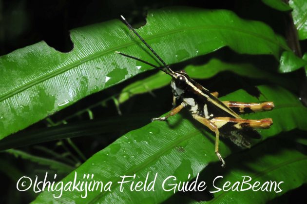 11%e6%9c%8820%e6%97%a5%e7%9f%b3%e5%9e%a3%e5%b3%b6%e3%83%8a%e3%82%a4%e3%83%88%e3%83%84%e3%82%a2%e3%83%bc10