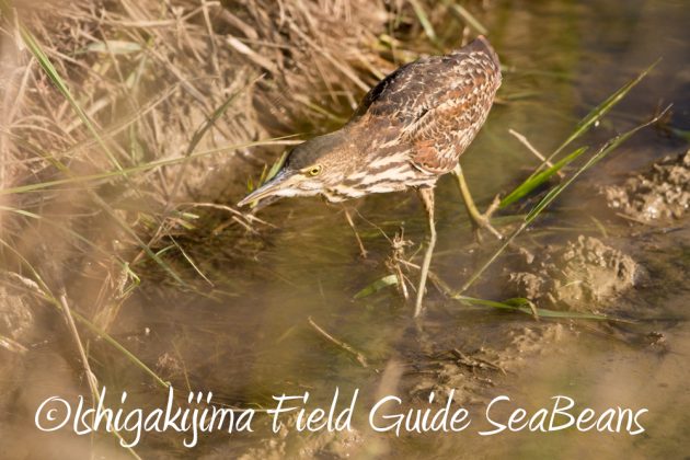 11%e6%9c%8812%e6%97%a5%e7%9f%b3%e5%9e%a3%e5%b3%b6%e3%83%90%e3%83%bc%e3%83%89%e3%82%a6%e3%82%aa%e3%83%83%e3%83%81%e3%83%b3%e3%82%b0%ef%bc%86%e9%87%8e%e9%b3%a5%e6%92%ae%e5%bd%b17