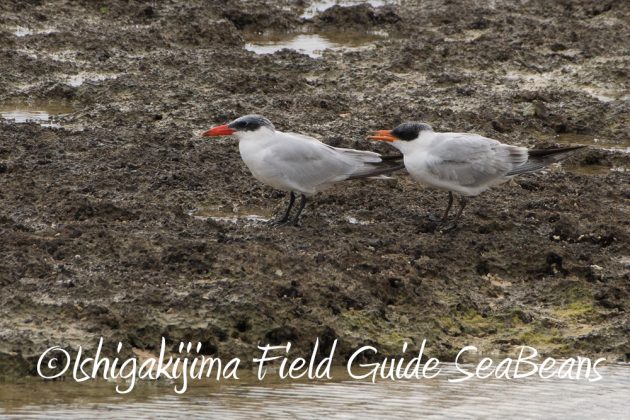 11%e6%9c%882%e6%97%a5%e7%9f%b3%e5%9e%a3%e5%b3%b6%e3%83%90%e3%83%bc%e3%83%89%e3%82%a6%e3%82%aa%e3%83%83%e3%83%81%e3%83%b3%e3%82%b0%ef%bc%86%e9%87%8e%e9%b3%a5%e6%92%ae%e5%bd%b1%e3%82%ac%e3%82%a4