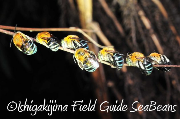 11%e6%9c%8816%e6%97%a5%e7%9f%b3%e5%9e%a3%e5%b3%b6%e3%83%8a%e3%82%a4%e3%83%88%e3%83%84%e3%82%a2%e3%83%bc9