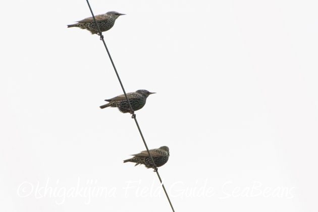 11%e6%9c%882%e6%97%a5%e7%9f%b3%e5%9e%a3%e5%b3%b6%e3%83%90%e3%83%bc%e3%83%89%e3%82%a6%e3%82%aa%e3%83%83%e3%83%81%e3%83%b3%e3%82%b0%ef%bc%86%e9%87%8e%e9%b3%a5%e6%92%ae%e5%bd%b1%e3%82%ac%e3%82%a4