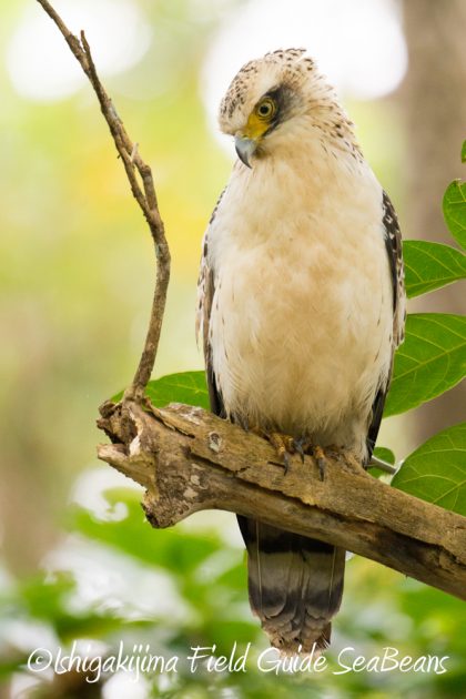 11%e6%9c%889%e6%97%a5%e7%9f%b3%e5%9e%a3%e5%b3%b6%e3%83%90%e3%83%bc%e3%83%89%e3%82%a6%e3%82%aa%e3%83%83%e3%83%81%e3%83%b3%e3%82%b0%ef%bc%86%e9%87%8e%e9%b3%a5%e6%92%ae%e5%bd%b19