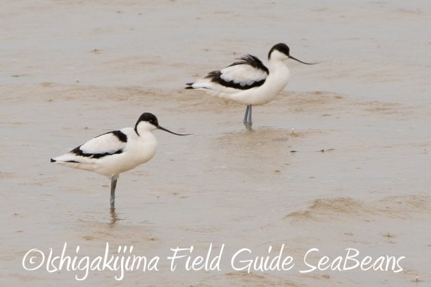 11%e6%9c%8821%e6%97%a5%e7%9f%b3%e5%9e%a3%e5%b3%b6%e3%83%90%e3%83%bc%e3%83%89%e3%82%a6%e3%82%aa%e3%83%83%e3%83%81%e3%83%b3%e3%82%b0%ef%bc%86%e9%87%8e%e9%b3%a5%e6%92%ae%e5%bd%b1%e3%82%ac%e3%82%a4