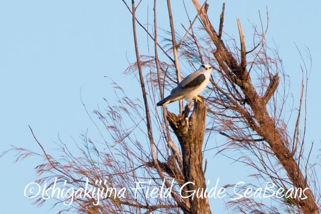 11%e6%9c%8812%e6%97%a5%e7%9f%b3%e5%9e%a3%e5%b3%b6%e3%83%90%e3%83%bc%e3%83%89%e3%82%a6%e3%82%aa%e3%83%83%e3%83%81%e3%83%b3%e3%82%b0%ef%bc%86%e9%87%8e%e9%b3%a5%e6%92%ae%e5%bd%b19